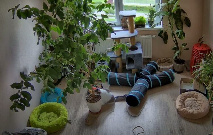 植木鉢の木に登ろうとした猫。ところが目も当てられないハプニングが発生して・・、同じ部屋にいた猫も慌てて逃げ出す事態に！【海外・動画】