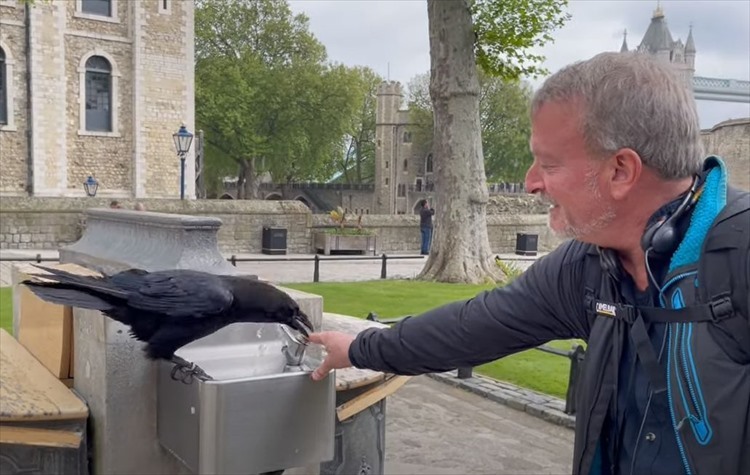 カラスが水を飲めるようにお手伝いしていたつもりが・・・。最後にトンデモなくヒドい目に遭う不憫な男性【海外・動画】