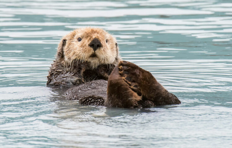 【読めたらスゴイ！】「海獺」って一体何！？とってもキュートな絶滅危惧種！？この漢字、あなたは読めますか？