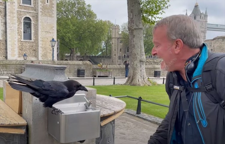 カラスが水を飲めるようにお手伝いしていたつもりが・・・。最後にトンデモなくヒドい目に遭う不憫な男性【海外・動画】