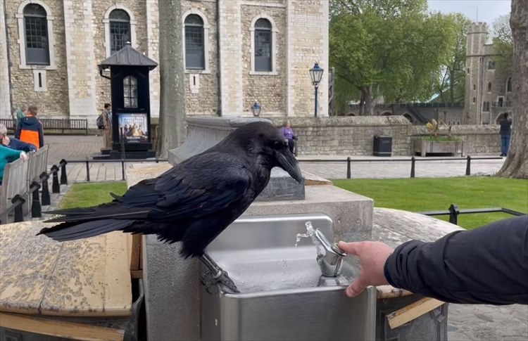 カラスが水を飲めるようにお手伝いしていたつもりが・・・。最後にトンデモなくヒドい目に遭う不憫な男性【海外・動画】