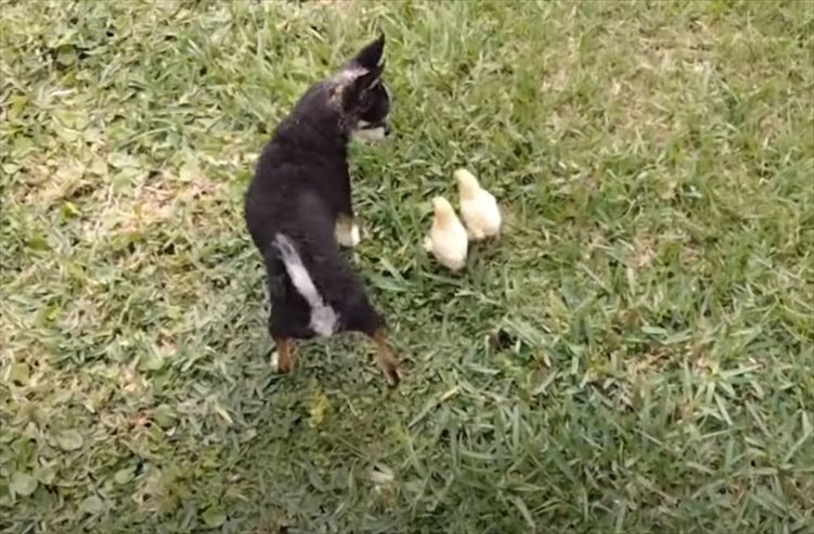 ヒヨコたちが親だと思っているのは、メンドリではなく犬だった！一緒になってチョロチョロ遊び回る光景にほっこり！