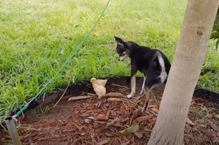 ヒヨコたちが親だと思っているのは、メンドリではなく犬だった！一緒になってチョロチョロ遊び回る光景にほっこり！