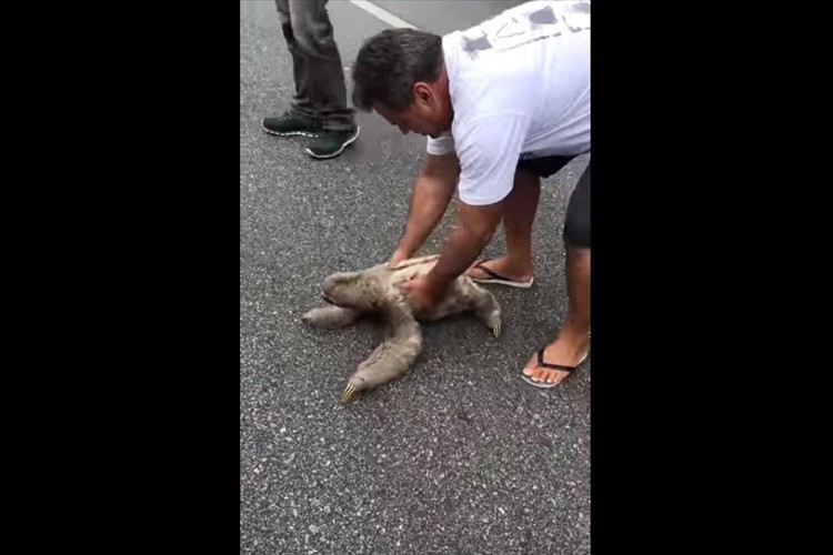 道路に迷い込んでいたナマケモノを救助！安全な場所へ連れて行ってあげると、笑顔でお礼をしてくれた！？