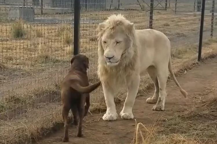 万事休すか！？犬と対峙したホワイトライオンのまさかの行動とは？とっても胸キュンな行動に人類もメロメロに