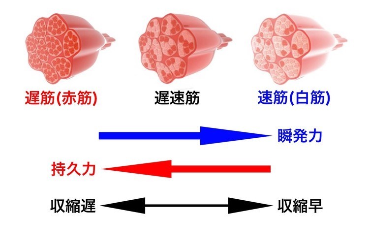 スクワットダイエットは毎日やるの？やり方・効果を事例を元に徹底解説！