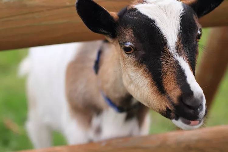 ヤギをペットとして飼いたい！飼い方や性格、値段、寿命などまとめてご紹介！