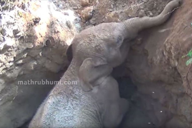 井戸に落ちた赤ちゃんゾウを現地の人々が救出！その後、大人のゾウ達が助けてくれた人間に感謝？