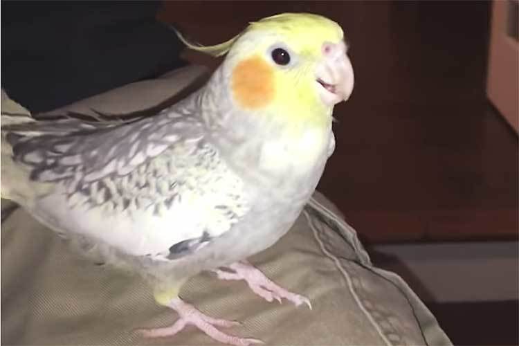 【動画】「iPhone鳴ってる？」外出する飼い主をアノ音で引き止めるインコが可愛いと話題！