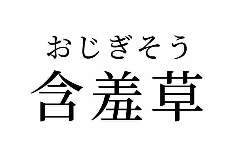 【読めたらスゴイ!】「含羞草」って何のこと!?とっても奇妙な動きをする植物!??この漢字、あなたは読めますか?