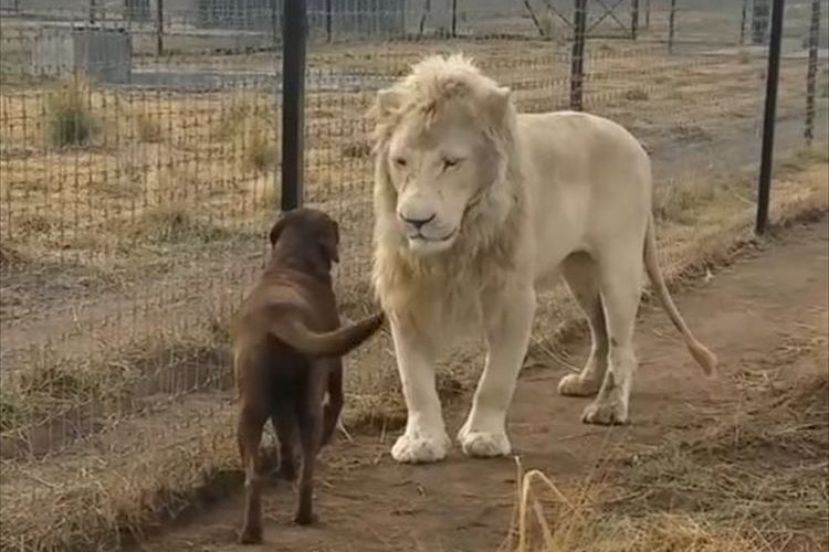 危ない！！ホワイトライオンに睨まれた犬！しかしライオンは犬に優しくキスをした！？【海外】