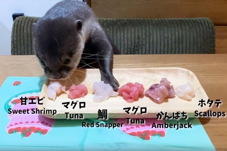 誕生日プレゼントの刺身盛に大興奮！コツメカワウソのコタローくんが可愛すぎる♪