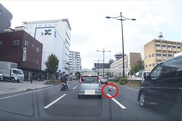 車にひかれそうな子猫を通りがかった女子高生が救出！勇気ある行動に称賛の声