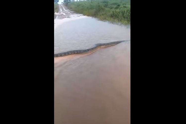 ブラジルのとある農村で想像を絶するレベルの巨大なアナコンダが発見される！