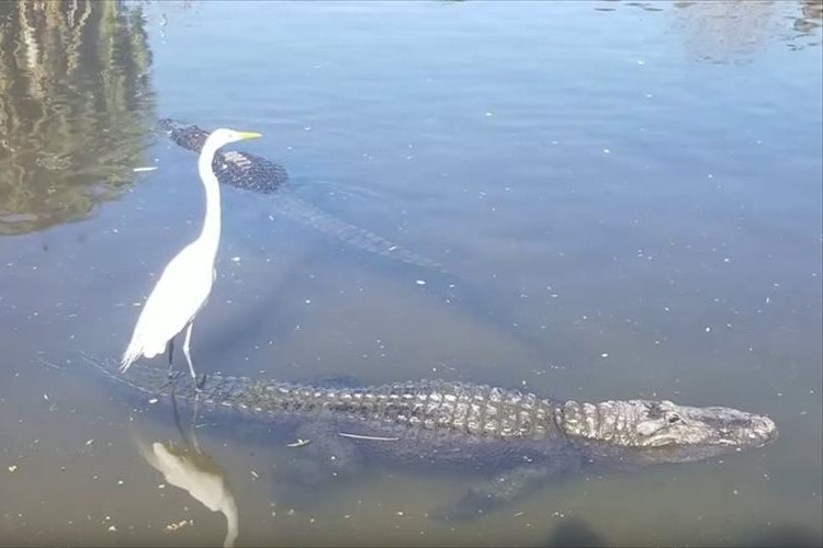 これは驚き！ワニの背中に乗ってサーフィンを楽しむ鳥が発見される