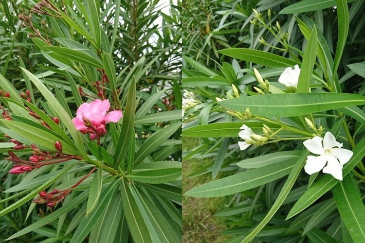 【注意喚起】案外身近な場所にも植えてある！毒性が凄まじい『夾竹桃（きょうちくとう）』に要注意！