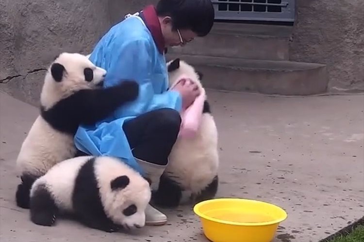 【動画】これはたまらんっ！飼育員にしがみつく甘えん坊のパンダが可愛すぎる♪
