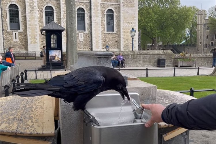 カラスが水を飲めるようにお手伝いしていたつもりが・・・。最後にトンデモなくヒドい目に遭う不憫な男性【海外・動画】