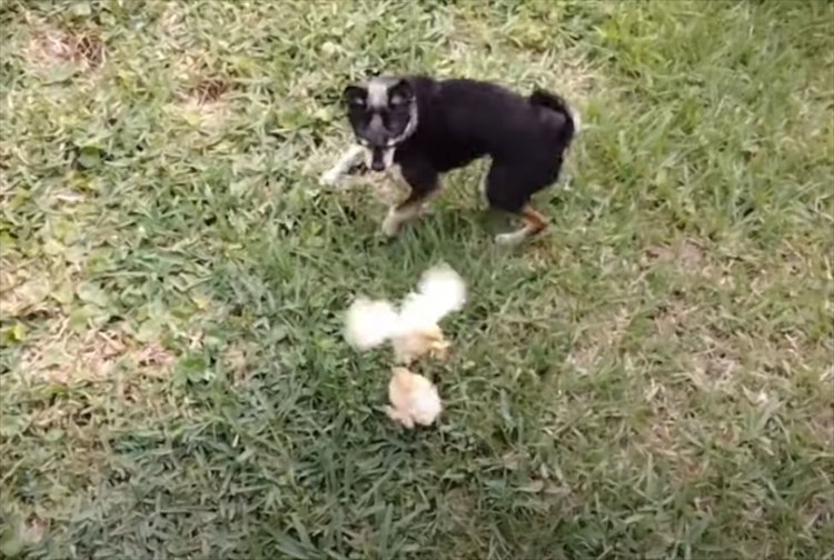 ヒヨコたちが親だと思っているのは、メンドリではなく犬だった！一緒になってチョロチョロ遊び回る光景にほっこり！