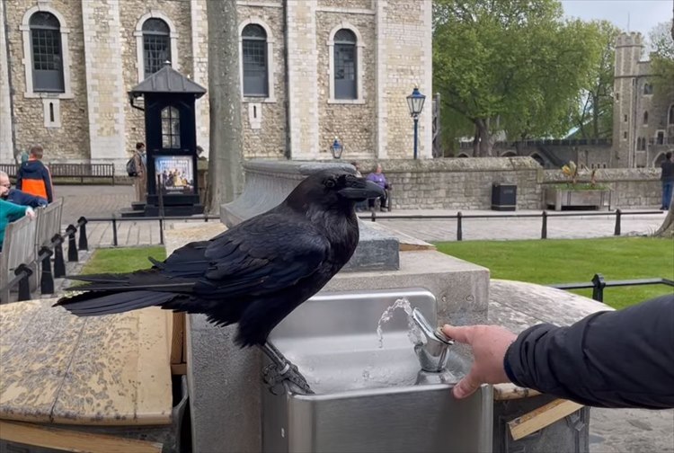 カラスが水を飲めるようにお手伝いしていたつもりが・・・。最後にトンデモなくヒドい目に遭う不憫な男性【海外・動画】