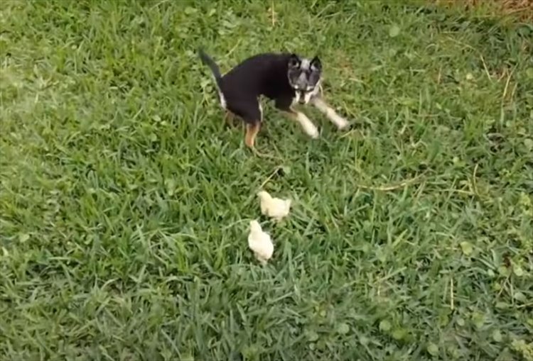 ヒヨコたちが親だと思っているのは、メンドリではなく犬だった！一緒になってチョロチョロ遊び回る光景にほっこり！