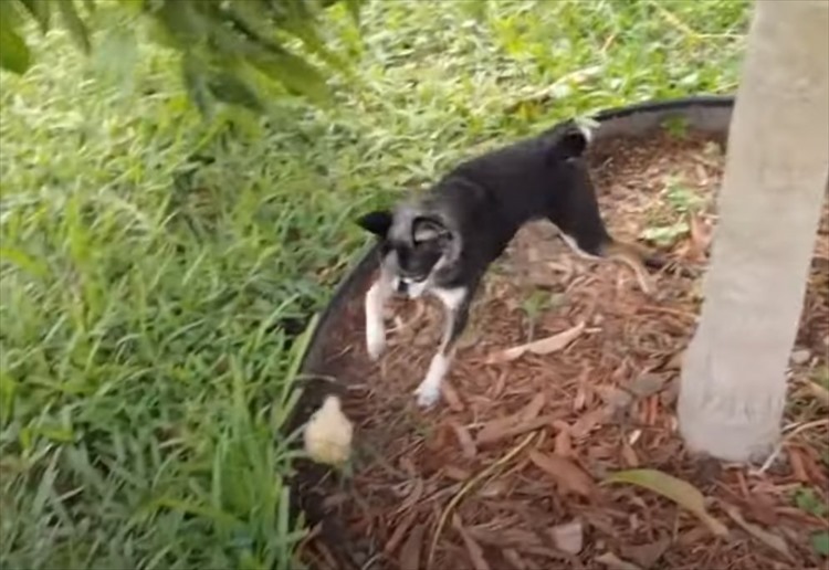 ヒヨコたちが親だと思っているのは、メンドリではなく犬だった！一緒になってチョロチョロ遊び回る光景にほっこり！