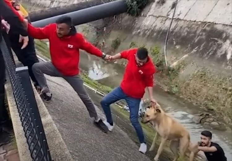 用水路に落ちてしまった野良犬を、みんなの力を合わせて見事に救出成功！ところが、救助していた男性の一人が･･･