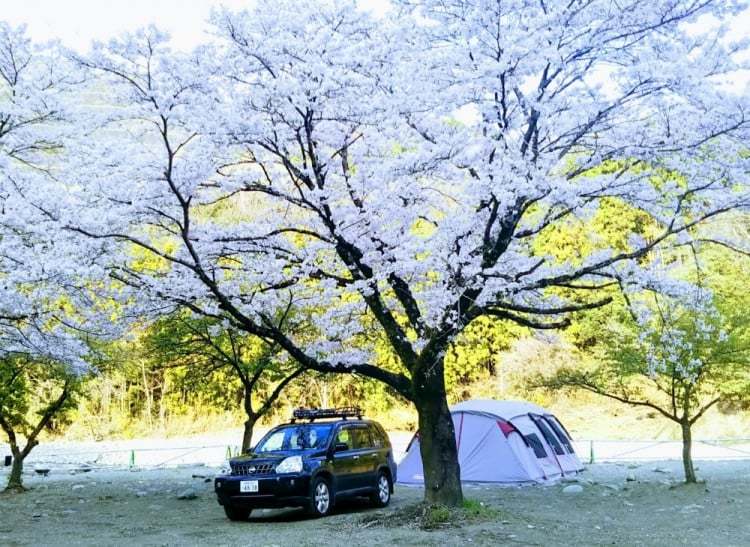 こだわりのテントのそばで！エクストレイルと楽しむ花見キャンプ【あなたの『車×キャンプスタイル』】