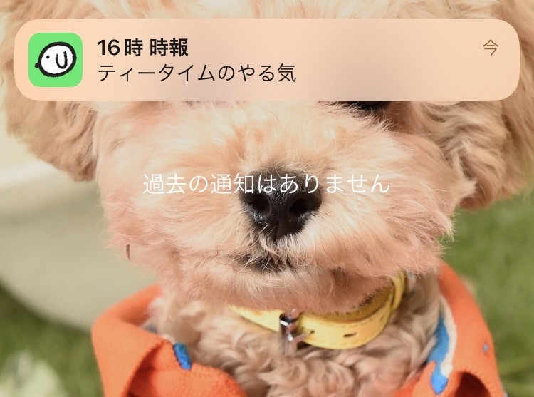 お留守番の見守り方が変わる！ペット時報アプリ「オトとりっぷ」の魅力を解説！編集部レビューあり