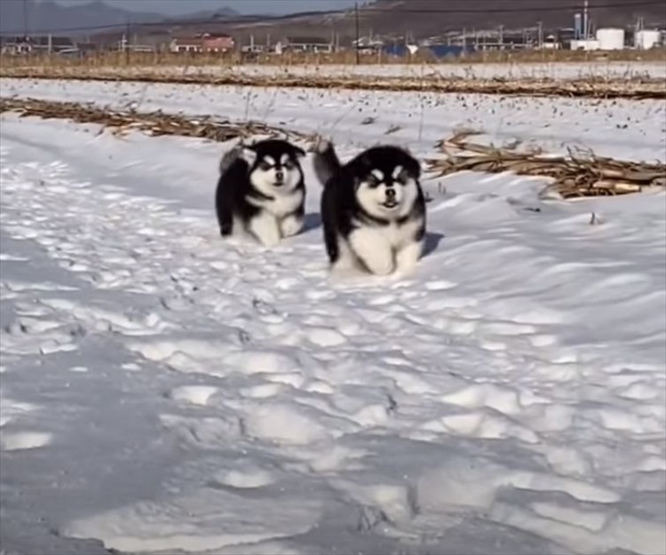 雪原を弾む毛玉？！モフモフなアラスカン・マラミュートの子犬たちが雪の中を元気に進んでいきます！！