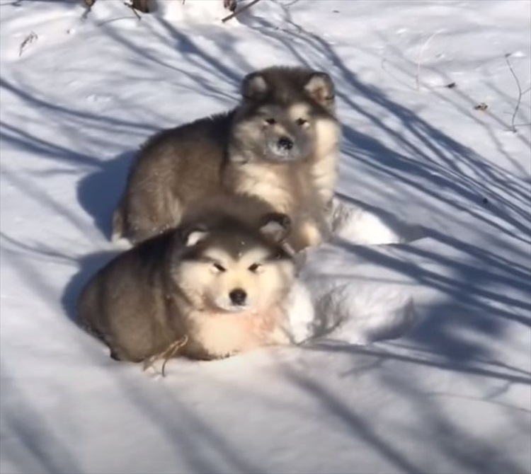 雪原を弾む毛玉？！モフモフなアラスカン・マラミュートの子犬たちが雪の中を元気に進んでいきます！！