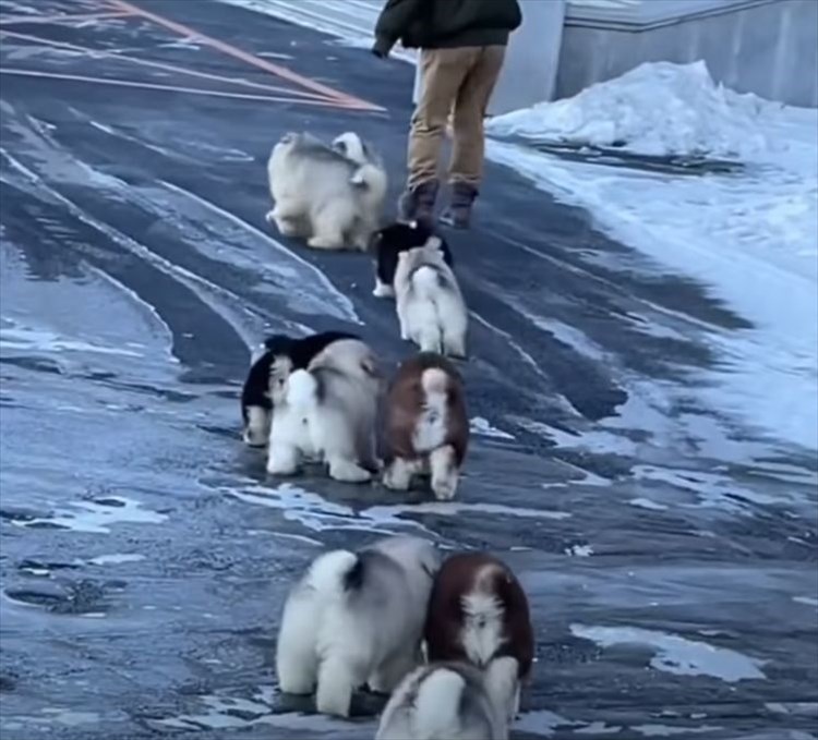 雪原を弾む毛玉？！モフモフなアラスカン・マラミュートの子犬たちが雪の中を元気に進んでいきます！！