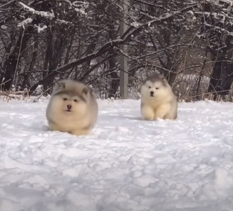 雪原を弾む毛玉？！モフモフなアラスカン・マラミュートの子犬たちが雪の中を元気に進んでいきます！！