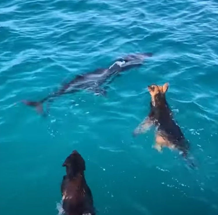 海中にイルカがいるのを見つけた2匹の犬。一緒に遊ぼうとばかりに海にダイブ！すると・・・、イルカたちもそのすぐそばで泳いでくれました！！