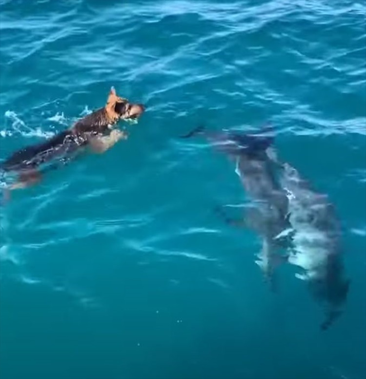 海中にイルカがいるのを見つけた2匹の犬。一緒に遊ぼうとばかりに海にダイブ！すると・・・、イルカたちもそのすぐそばで泳いでくれました！！