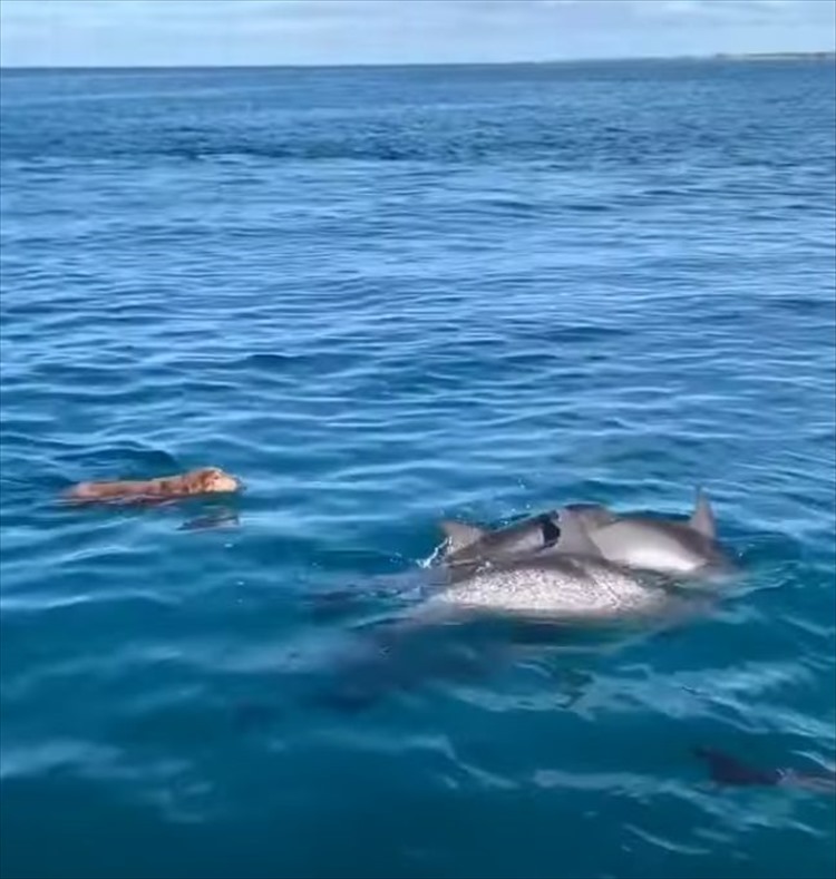 船からイルカを見つけた犬が水の中へダイブ！イルカと犬が仲良く泳ぐ不思議な光景に驚愕