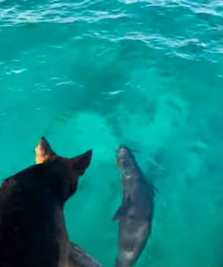 海中にイルカがいるのを見つけた2匹の犬。一緒に遊ぼうとばかりに海にダイブ！すると・・・、イルカたちもそのすぐそばで泳いでくれました！！