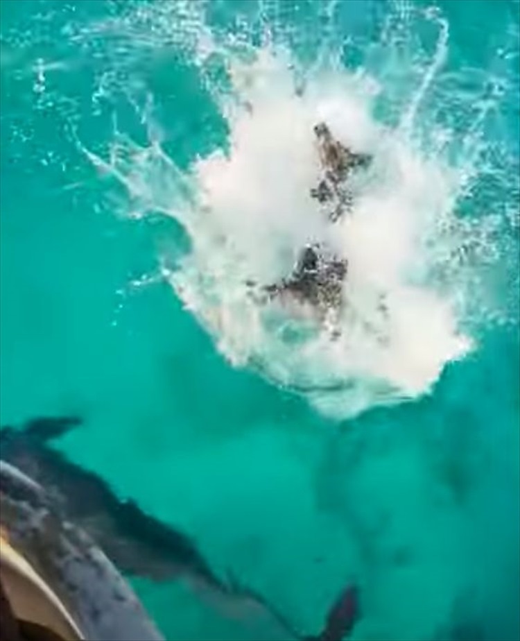 海中にイルカがいるのを見つけた2匹の犬。一緒に遊ぼうとばかりに海にダイブ！すると・・・、イルカたちもそのすぐそばで泳いでくれました！！