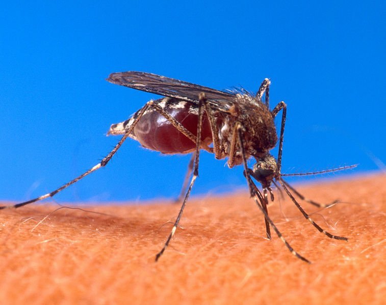 メスの子どもを残せないよう「遺伝子操作された蚊」を放出予定。環境への影響はいかに…