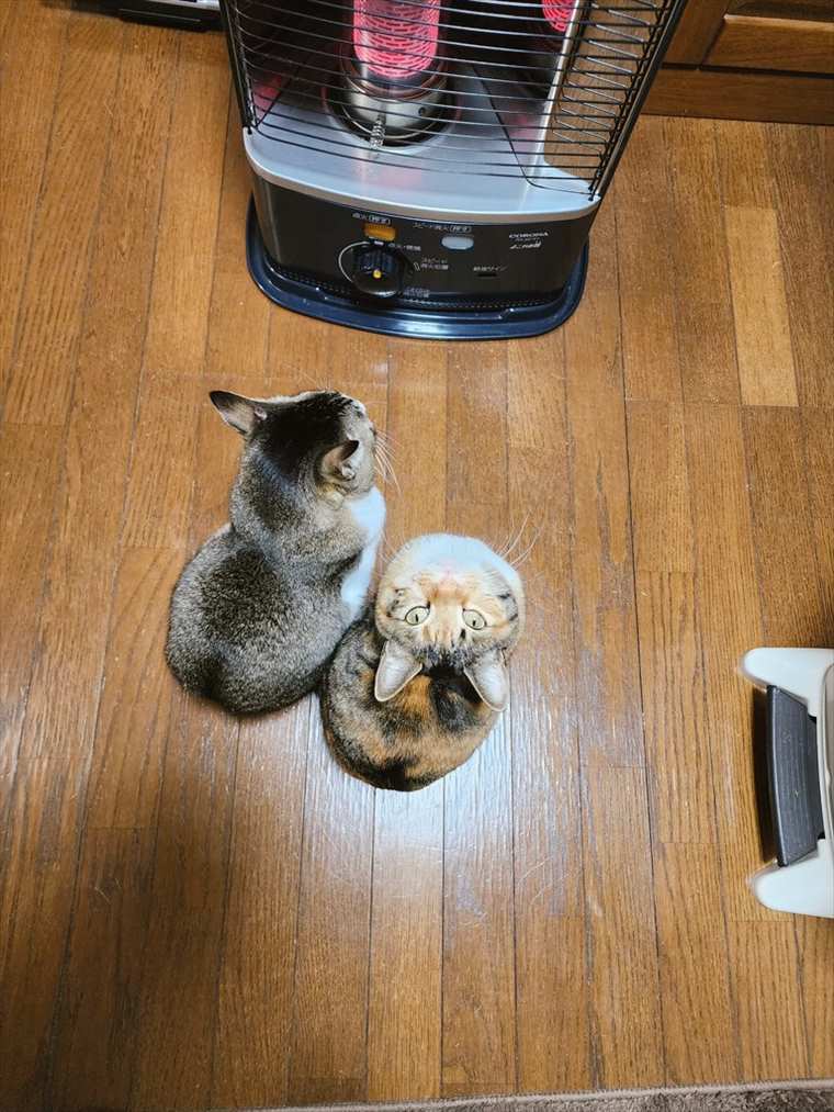 「今日も仲良く半分こ」ストーブの前で暖をとる2匹の猫。見上げてカメラ目線になる姿もかわいすぎる！！