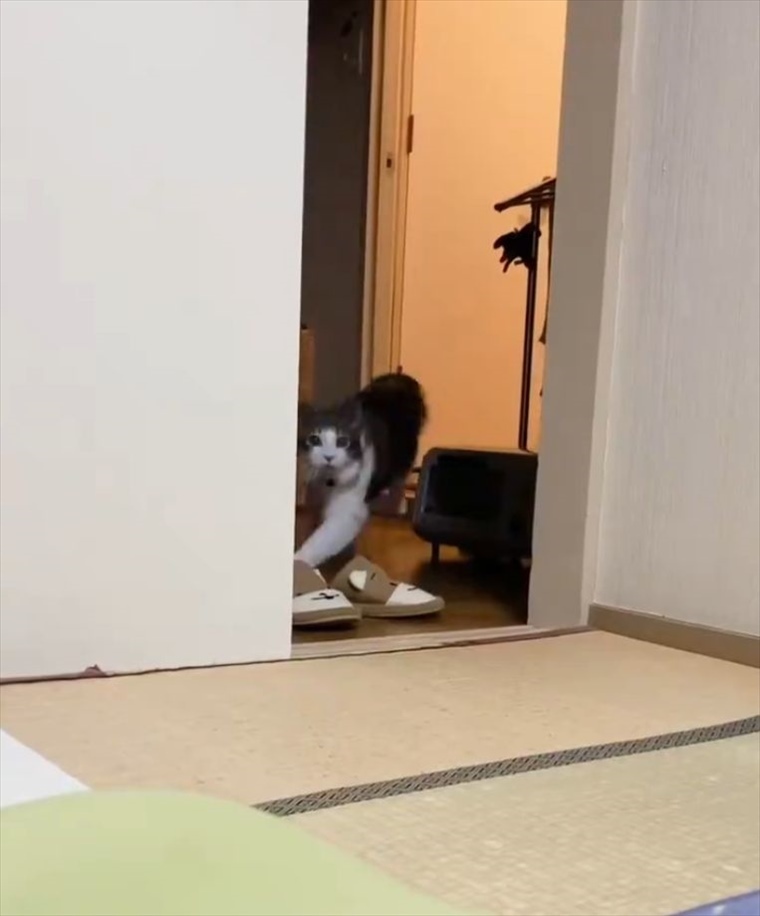 猫の俊敏な動きにビックリ！壁を使いこなしたアクロバティックなジャンプを披露！！