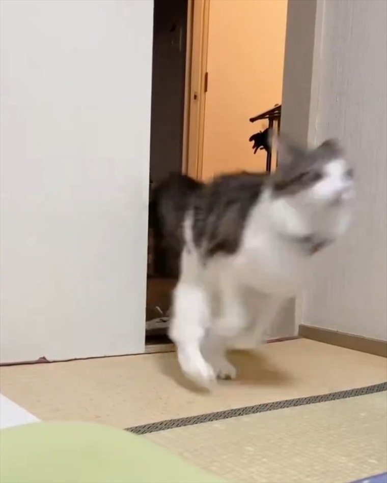 猫の俊敏な動きにビックリ！壁を使いこなしたアクロバティックなジャンプを披露！！