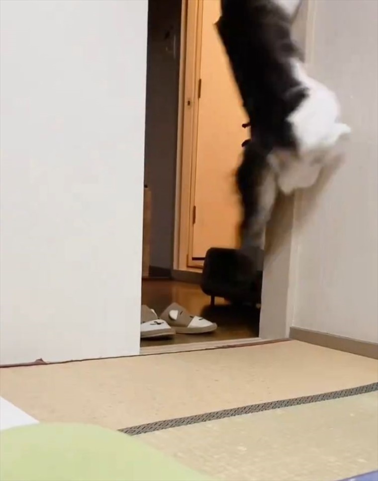 猫の俊敏な動きにビックリ！壁を使いこなしたアクロバティックなジャンプを披露！！