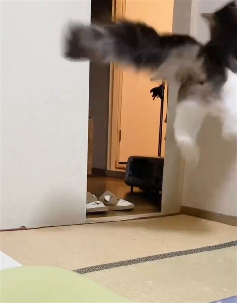 猫の俊敏な動きにビックリ！壁を使いこなしたアクロバティックなジャンプを披露！！