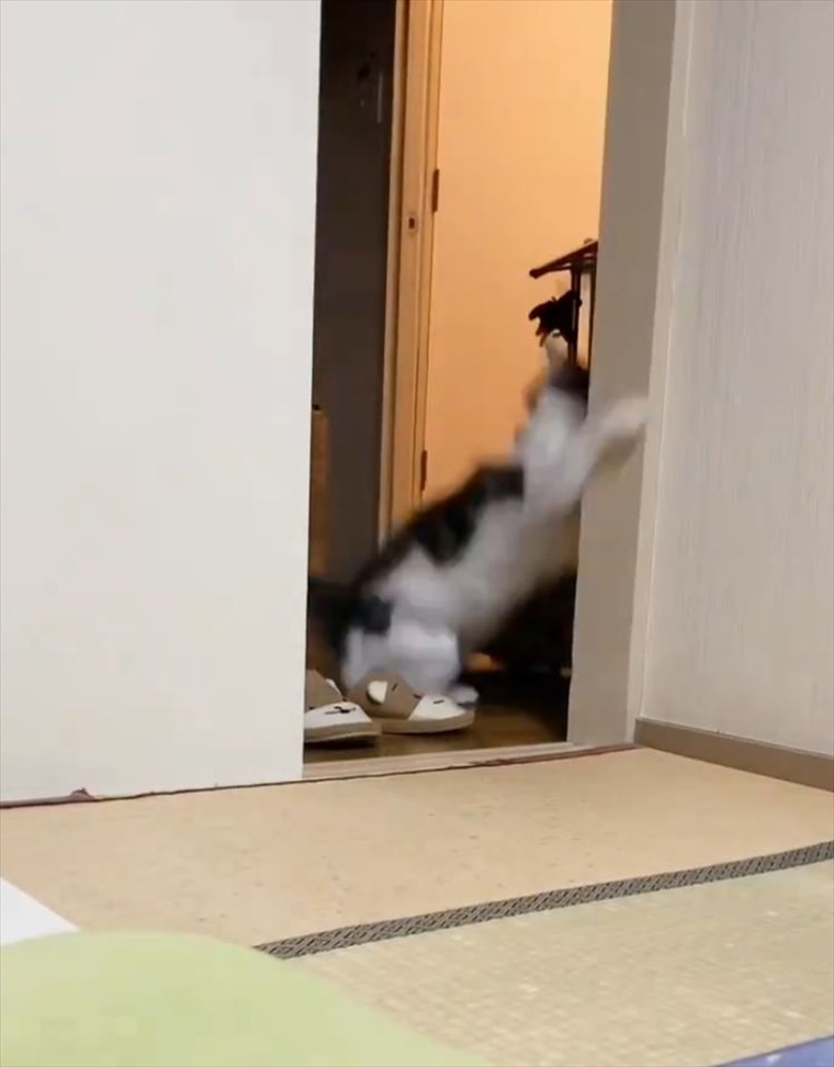 猫の俊敏な動きにビックリ！壁を使いこなしたアクロバティックなジャンプを披露！！