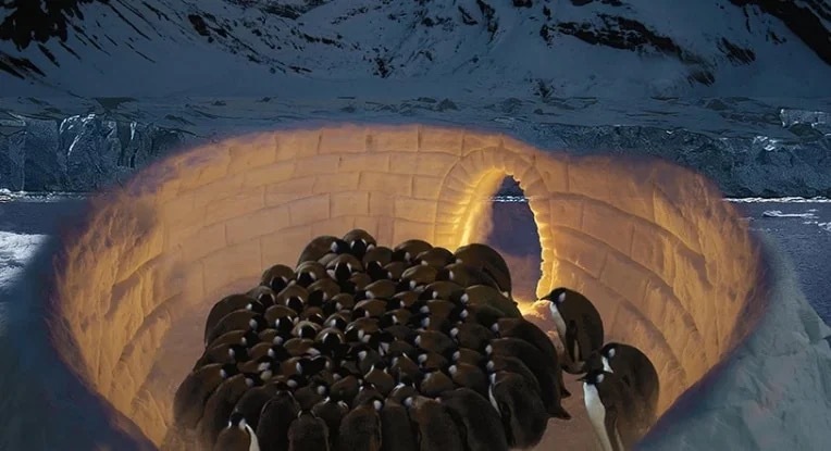 氷床を自動で生み出す「ペンギン保護システム」を建築家が考案