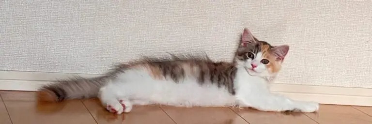 飼い主VS子猫の攻防戦　キッチンに登ると「構ってもらえるニャ！」