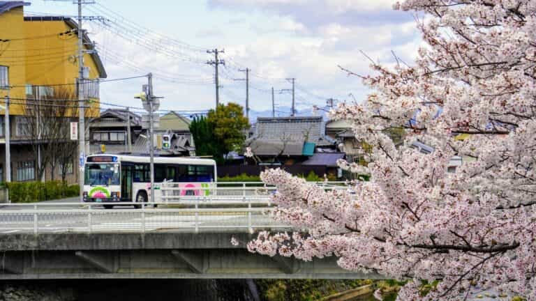 西宮市のオリジナル桜は何品種あるでしょう？【西宮クイズ】