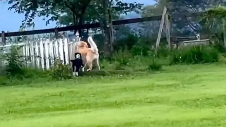 「開いてませんけど…」柵の前で立ち往生するワンちゃんたちのシンクロ芸に爆笑