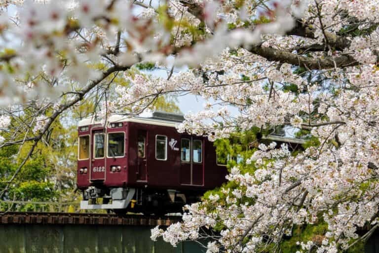 西宮市のオリジナル桜は何品種あるでしょう？【西宮クイズ】